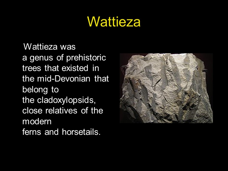 Wattieza     Wattieza was a genus of prehistoric trees that existed